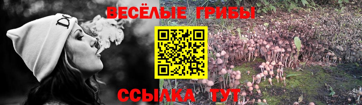 Псилоцибиновые грибы Cubensis  Вход с VPN  Галлюциногенные грибы мицелий  Пугачёв 